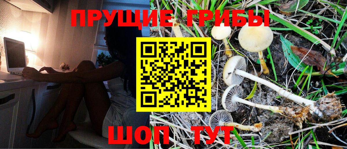 Псилоцибиновые грибы Psilocybine cubensis Первоуральск